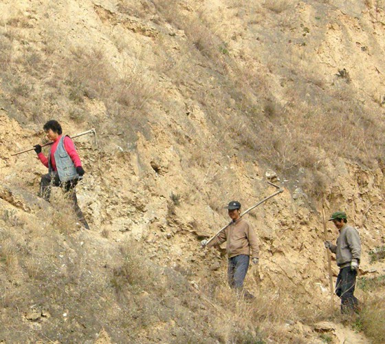 雖沒(méi)有十里桃林，漫山遍野的灼灼芳華。但我們有萬(wàn)畝國(guó)家級(jí)標(biāo)準(zhǔn)化油橄欖種植示范基地，漫山遍野，香氣撲鼻。畝是中國(guó)市制土地面積單位，一畝等于六十平..