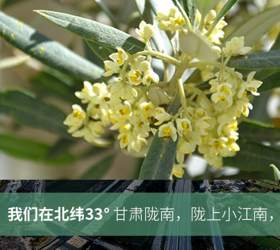 武都的氣候、土壤等與地中海沿岸極其相似，同處于世界頂級(jí)油橄欖黃金生產(chǎn)帶（32°58--33°36）年平均氣溫為14.7°，年日照時(shí)數(shù)1911..